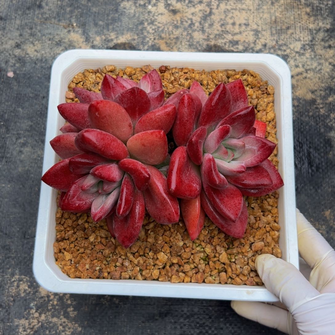 赫菲斯托多肉植物