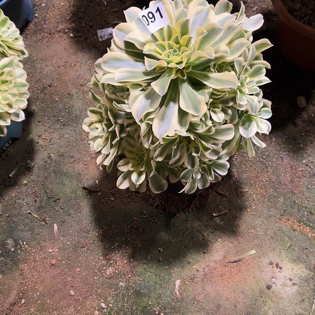 多肉植物绿豆沙091