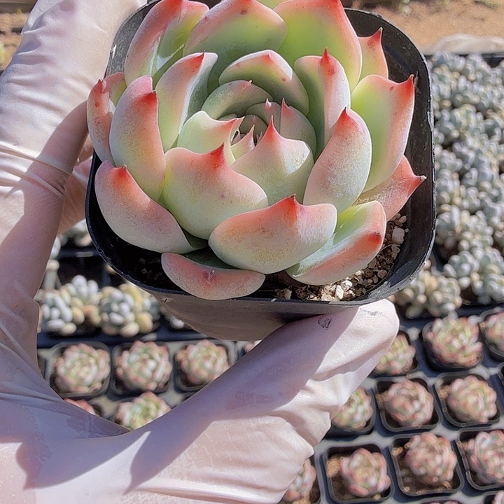 量拍五公分水蜜桃满20包邮