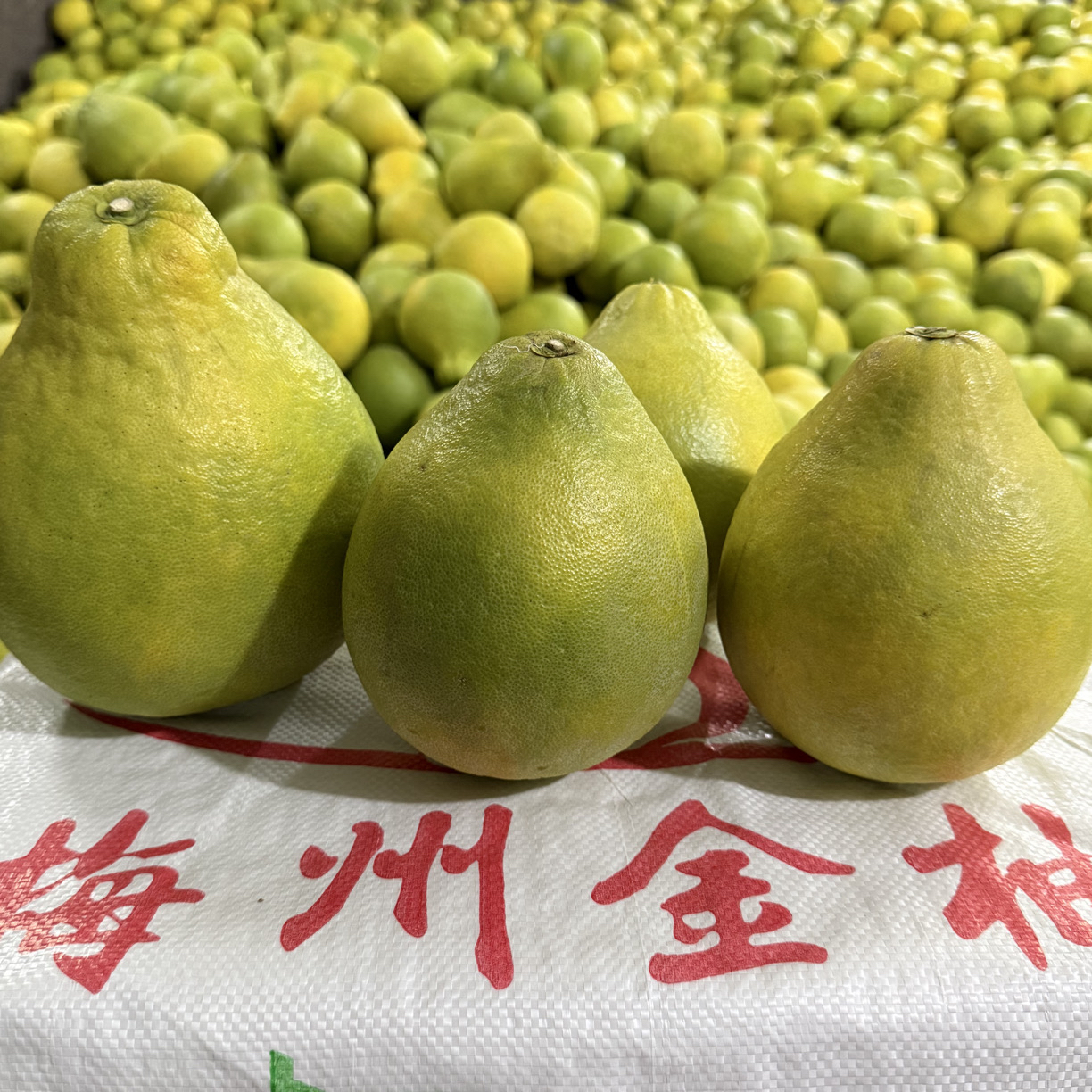 （小果10斤）正宗高山老树沙田柚无酸当季水果新鲜直摘