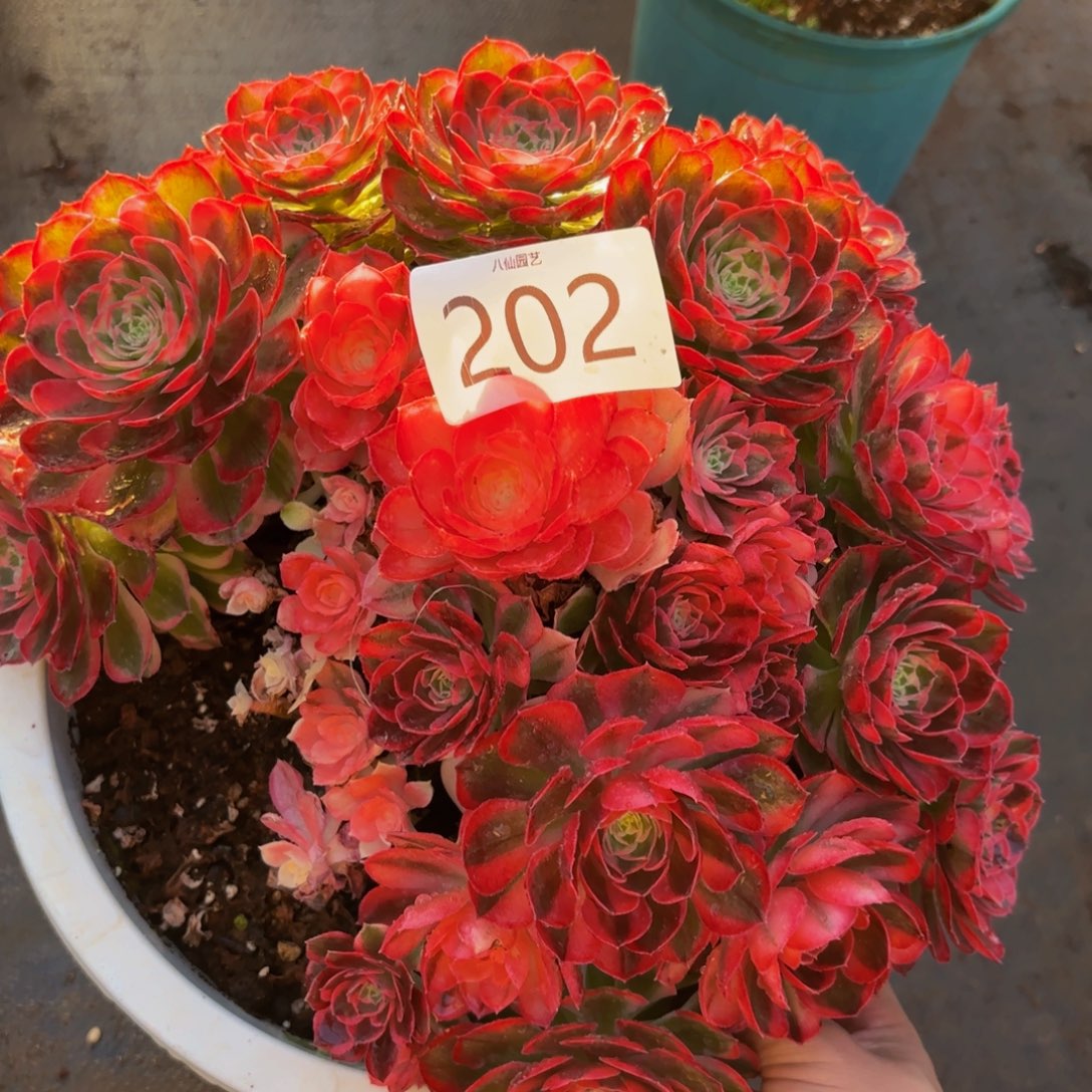 202多肉植物玉芙蓉不正