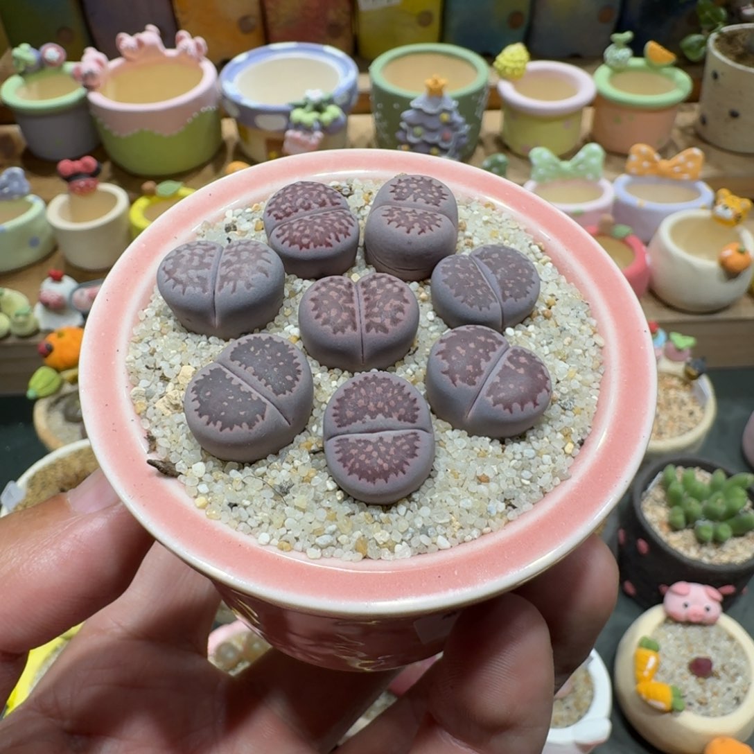 花***语蘑菇1180紫李多肉植物