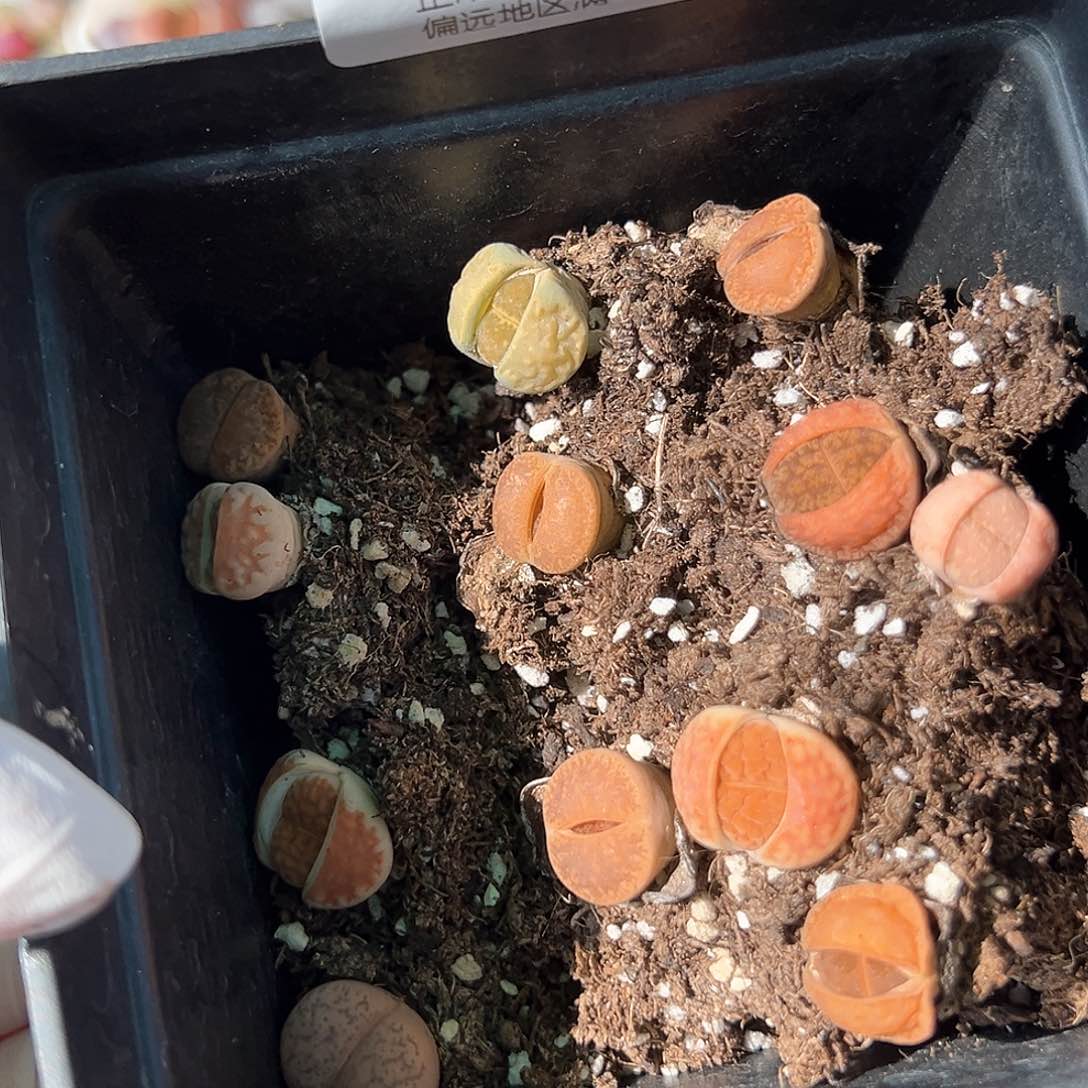 好养易活生石花大母本8912小精品12颗脱土发