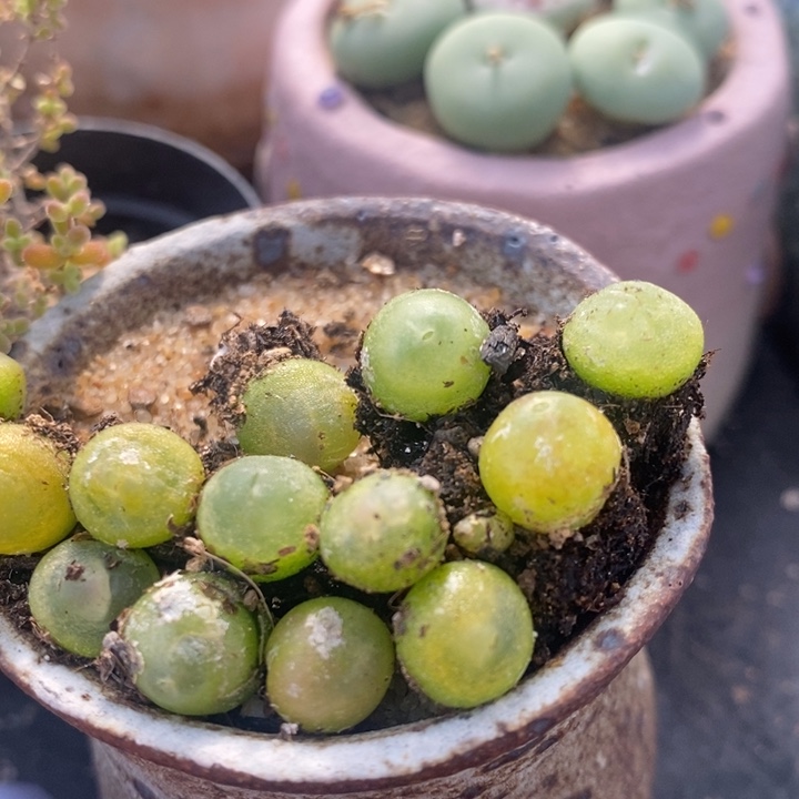 拉登一颗0.6-1厘米