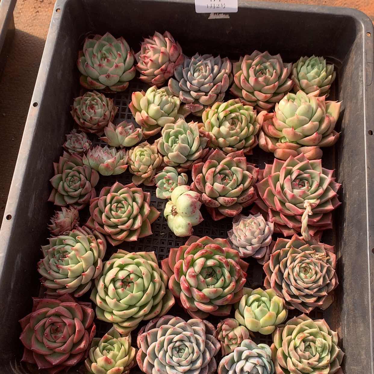 【闪购商品】云34号一筐