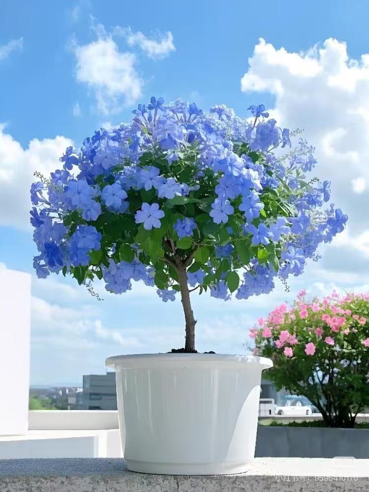 【四季开花】梦幻蓝花棒棒糖蓝雪花老桩耐热耐晒新手庭院阳台必入花
