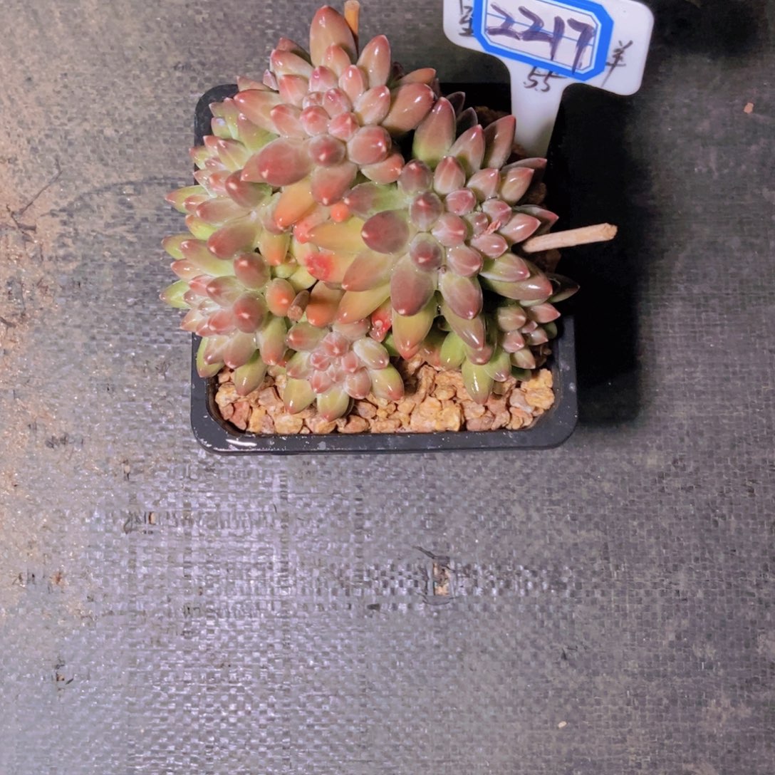 茉***莉2217伊卡鲁斯小群