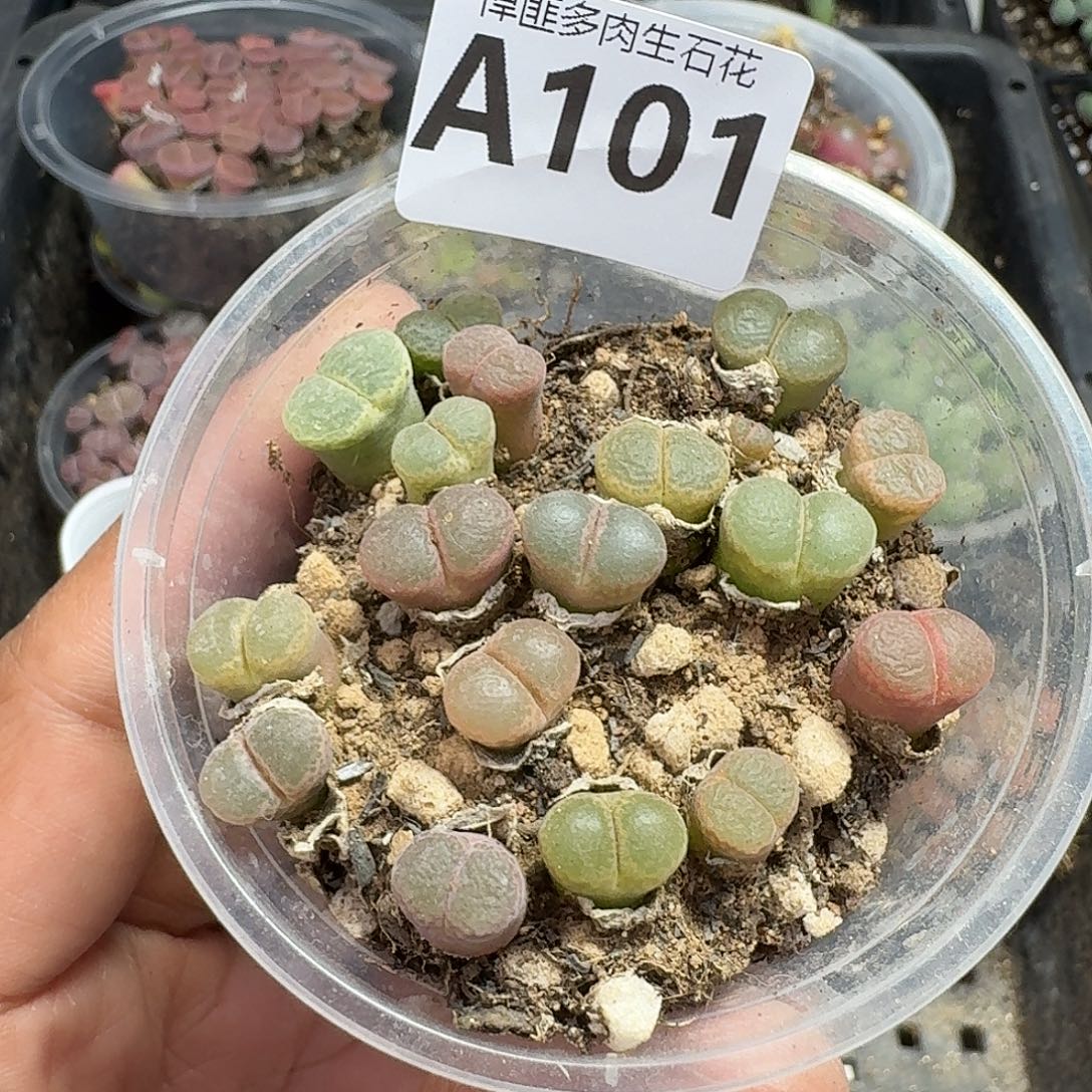 101多肉植物多肉植物