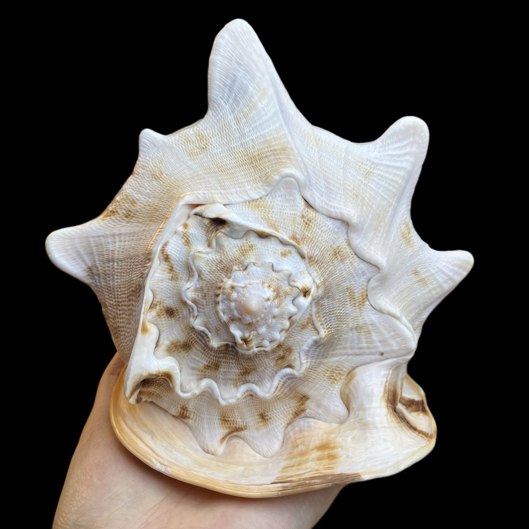 天然大海螺居家摆件装饰礼品收藏贝壳（随机发1个）