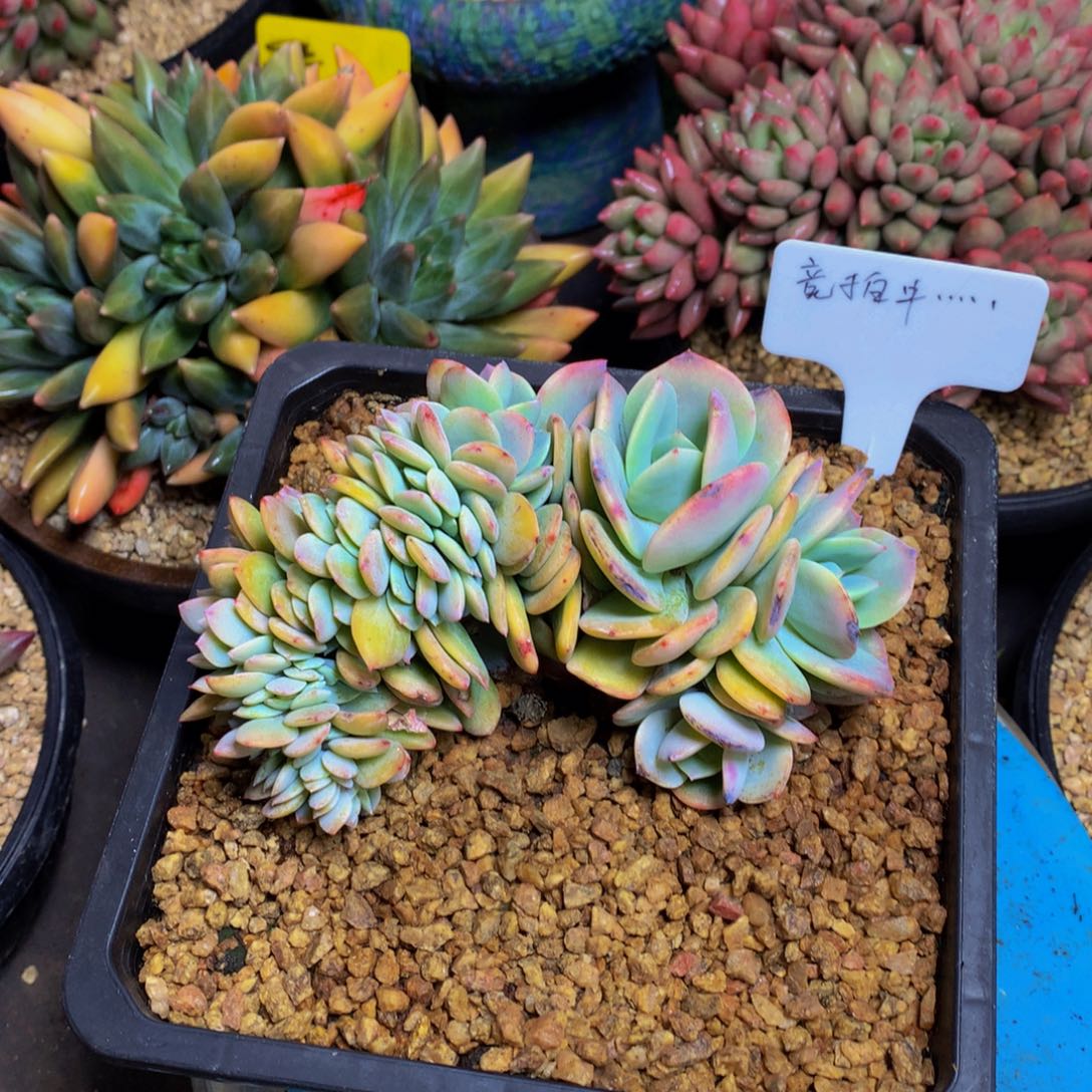 白凤缀化多肉植物