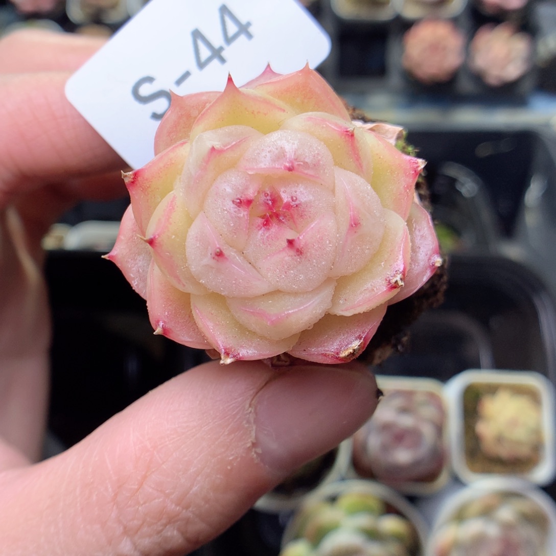 S44y y y y y y y g g y