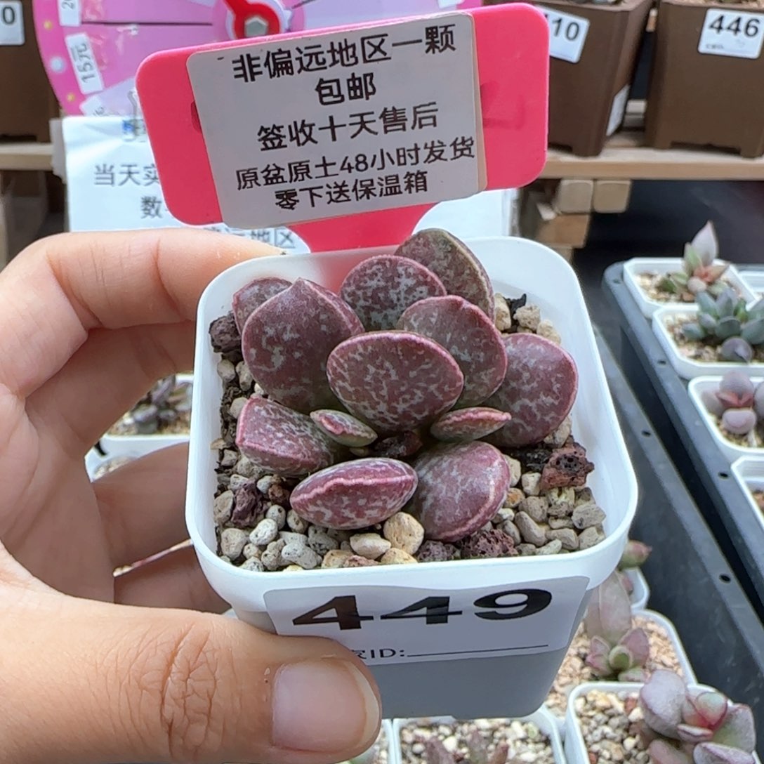 三*?449红舒缇爱掉叶