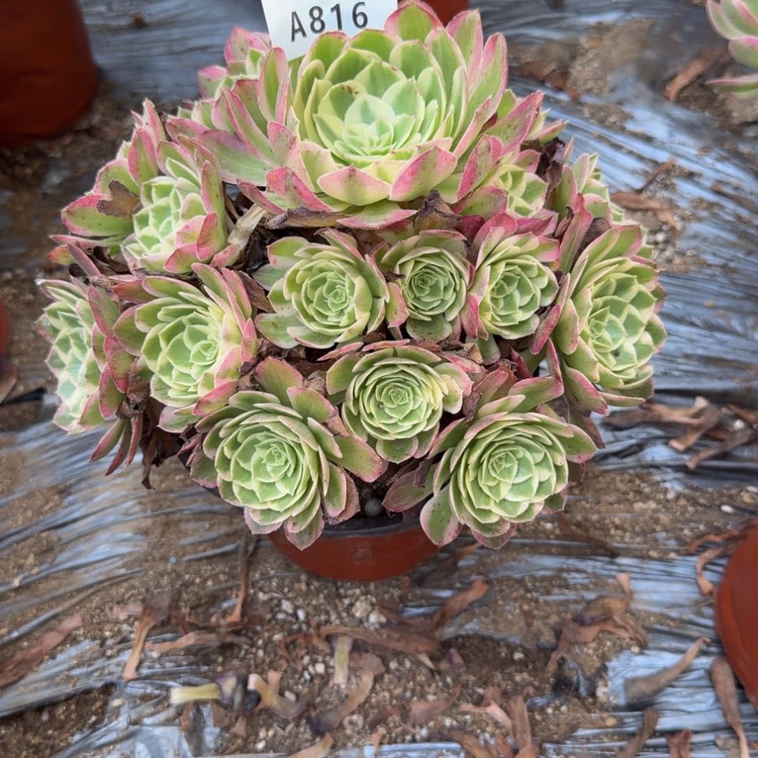 816海王 多肉植物