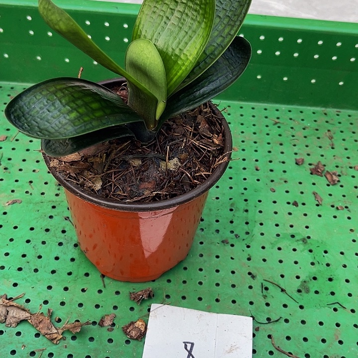 完全开放油麻彩兰