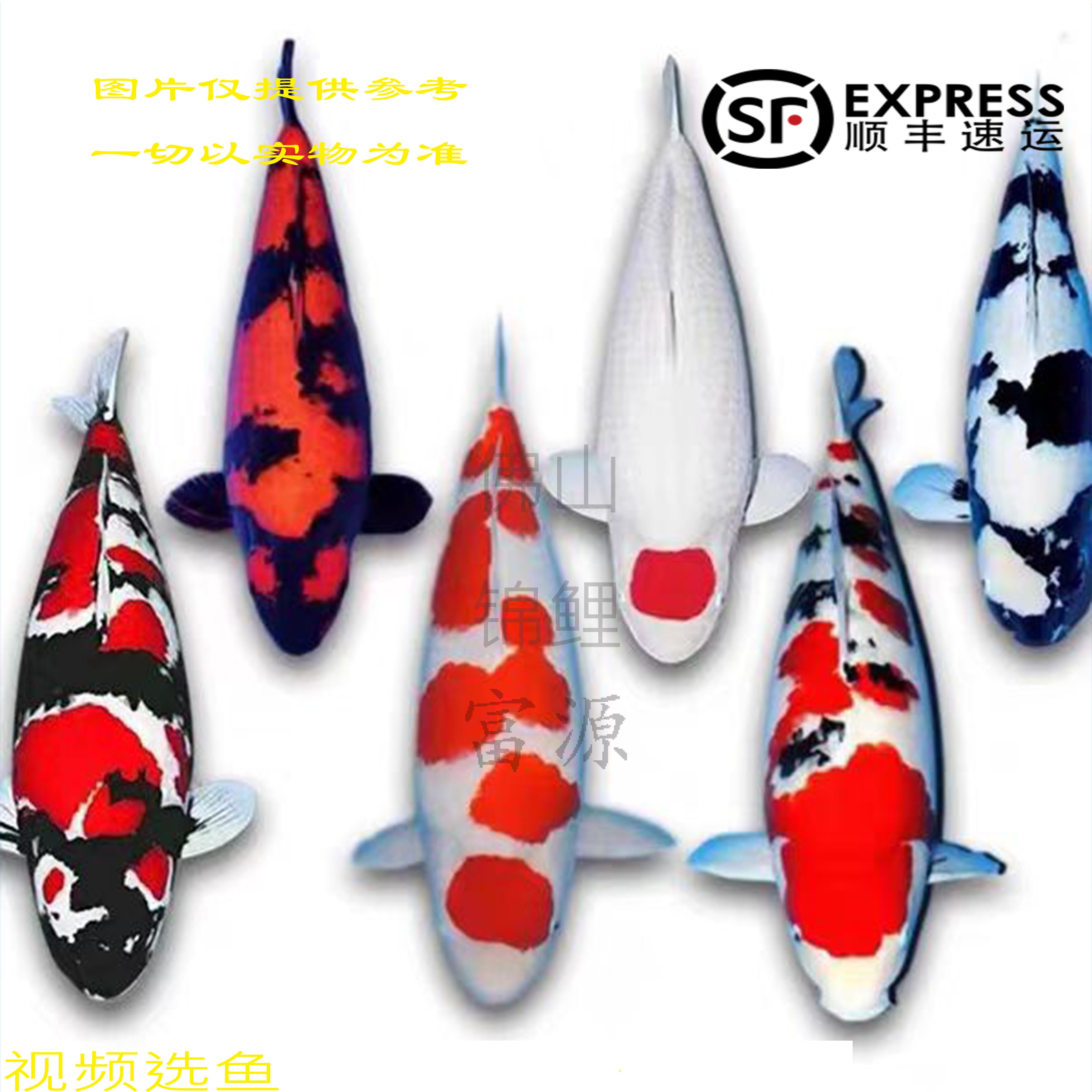 广东纯种日本多品种锦鲤平台推荐包邮