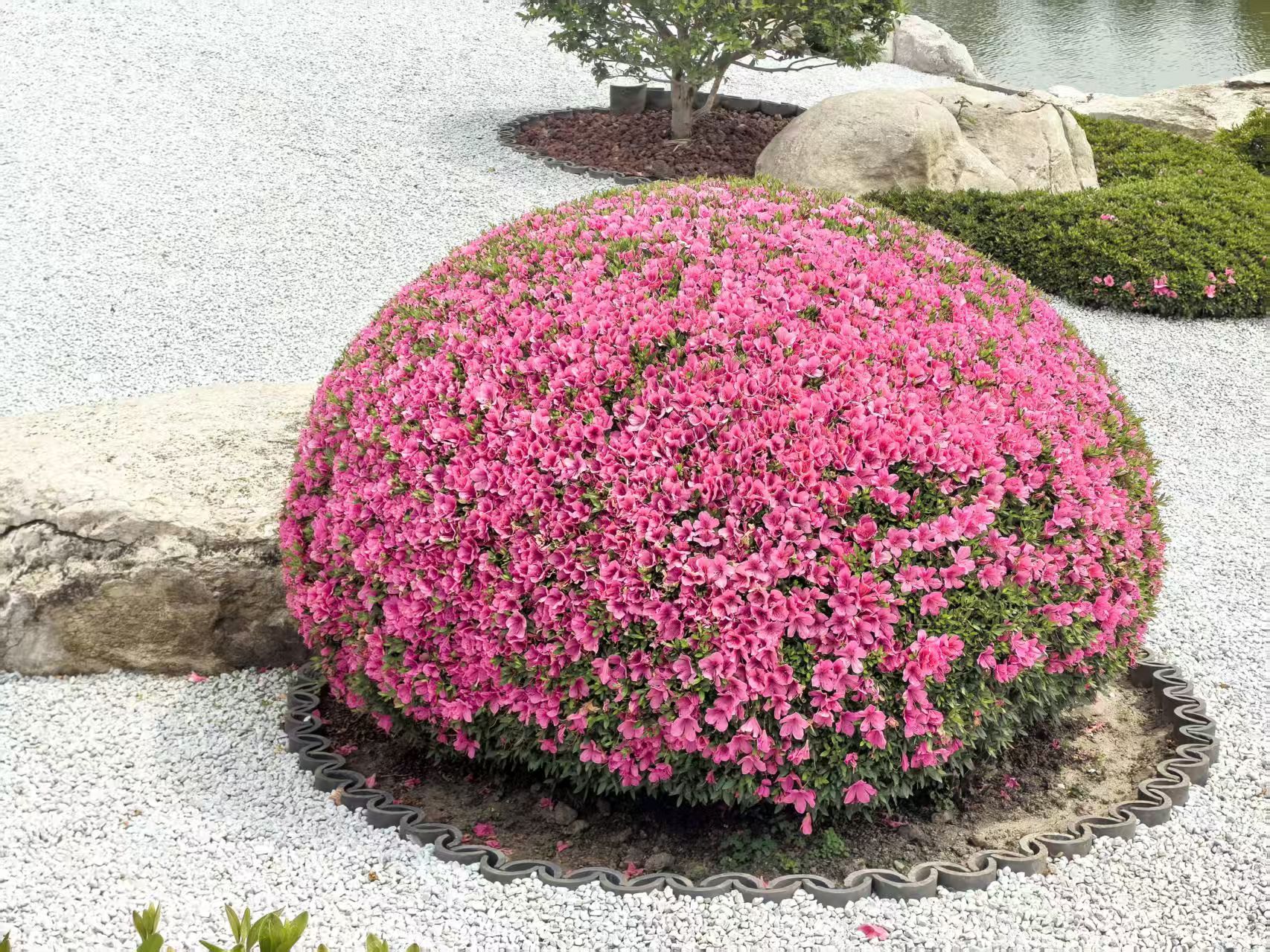 品种杜鹃四季杜鹃安库杜鹃夏娟