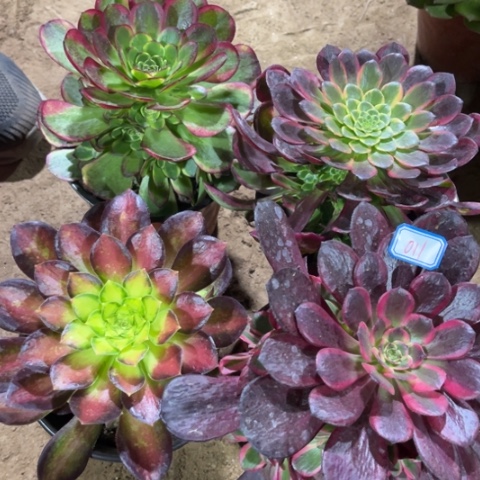 011多肉植物组合
