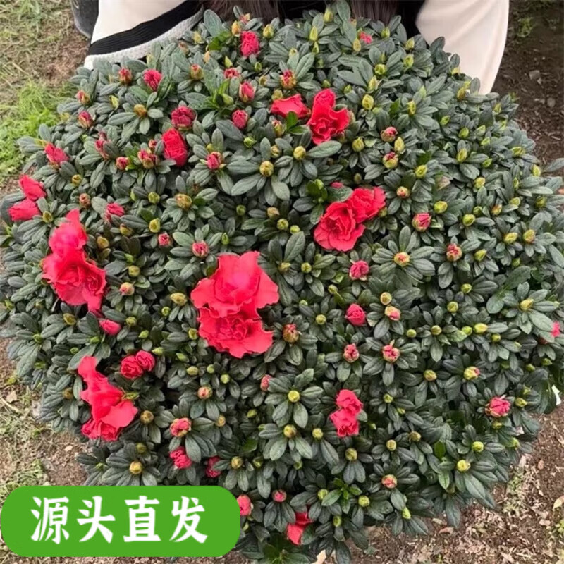 特大杜鹃花盆栽老桩大苗带花苞室内外四季开花好养活耐寒年