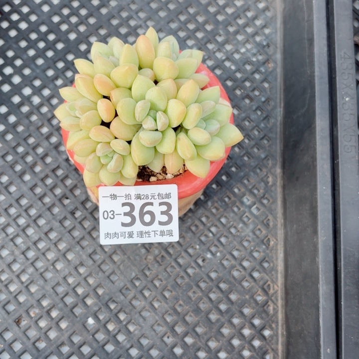 泡泡糖多肉无盆土发货多