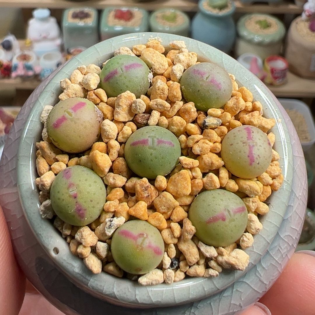 多肉植物88号少将