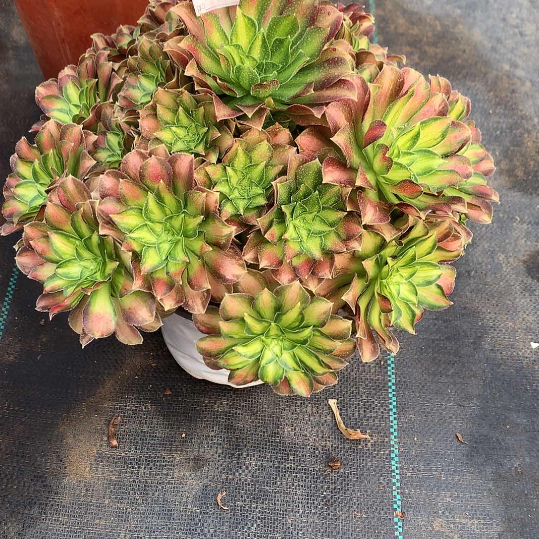 一***过完全开放法师图片植物123456