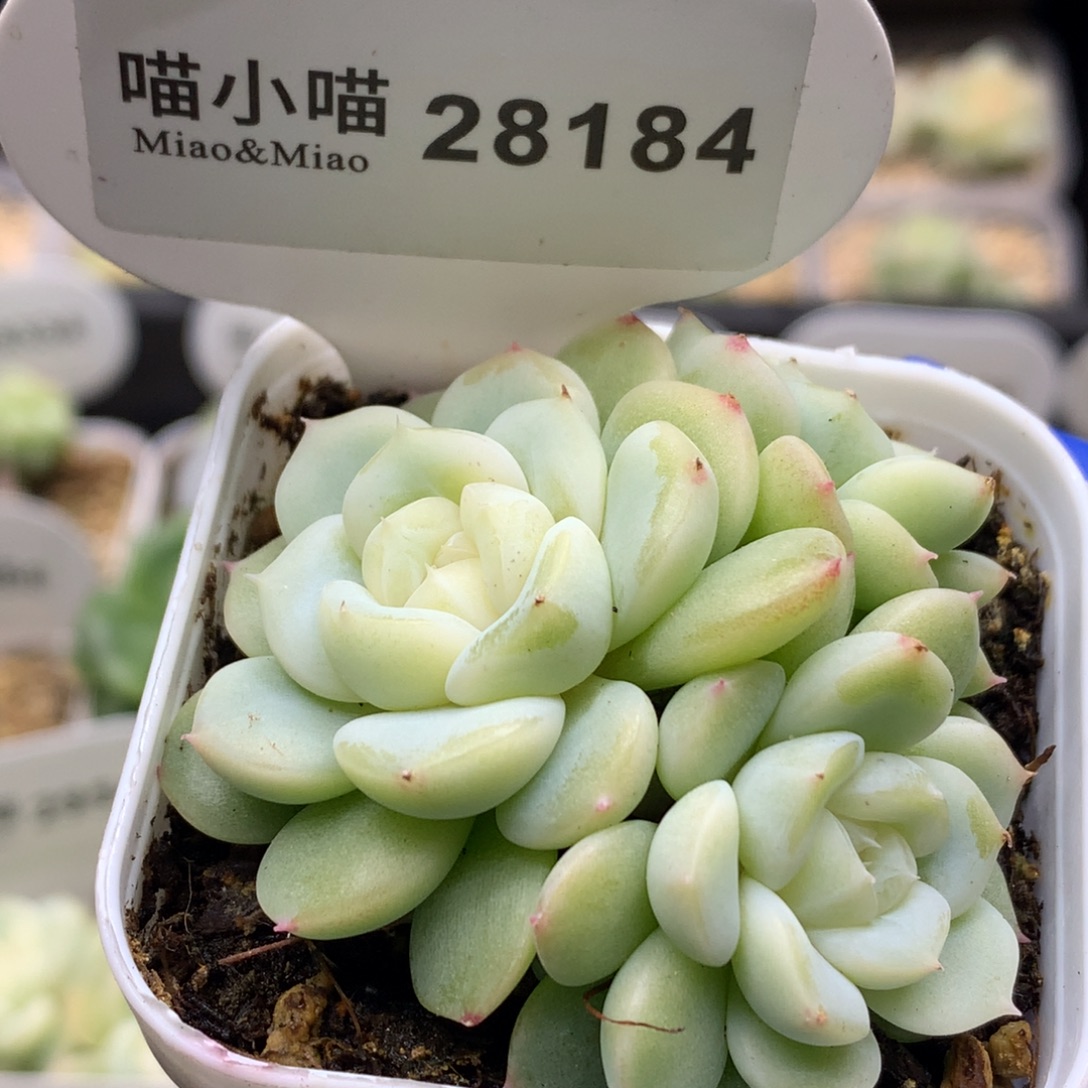 李***茜多肉植物杂交珍妮