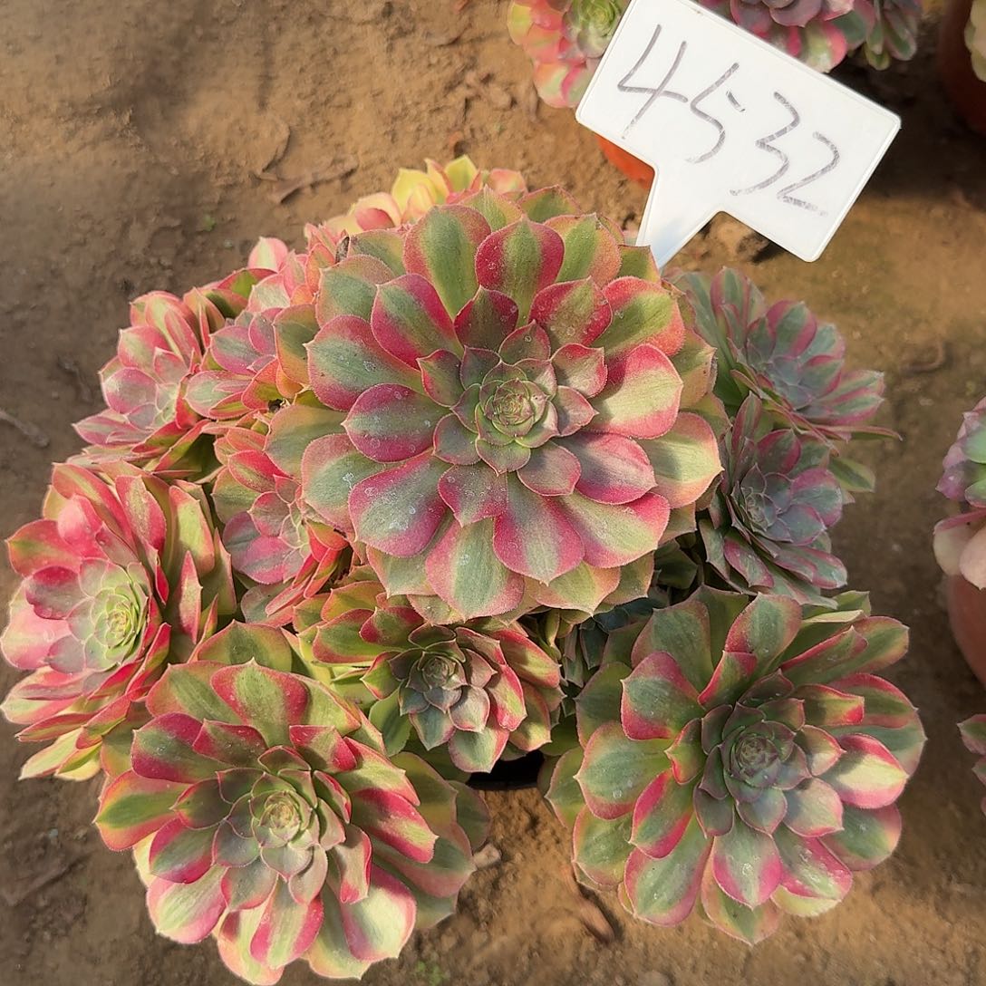 4532雨荷多肉法师多肉