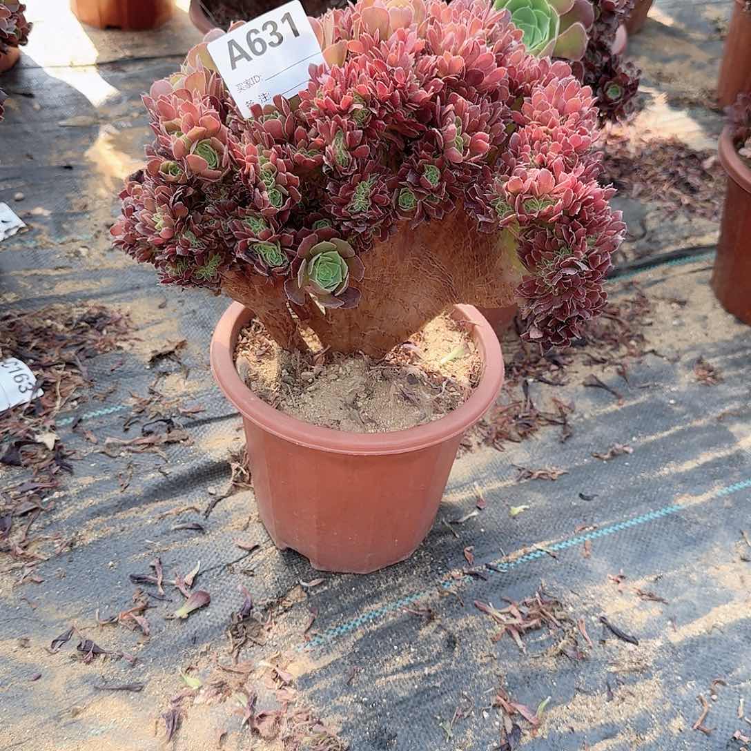 631玫瑰朵朵一颗呀呀