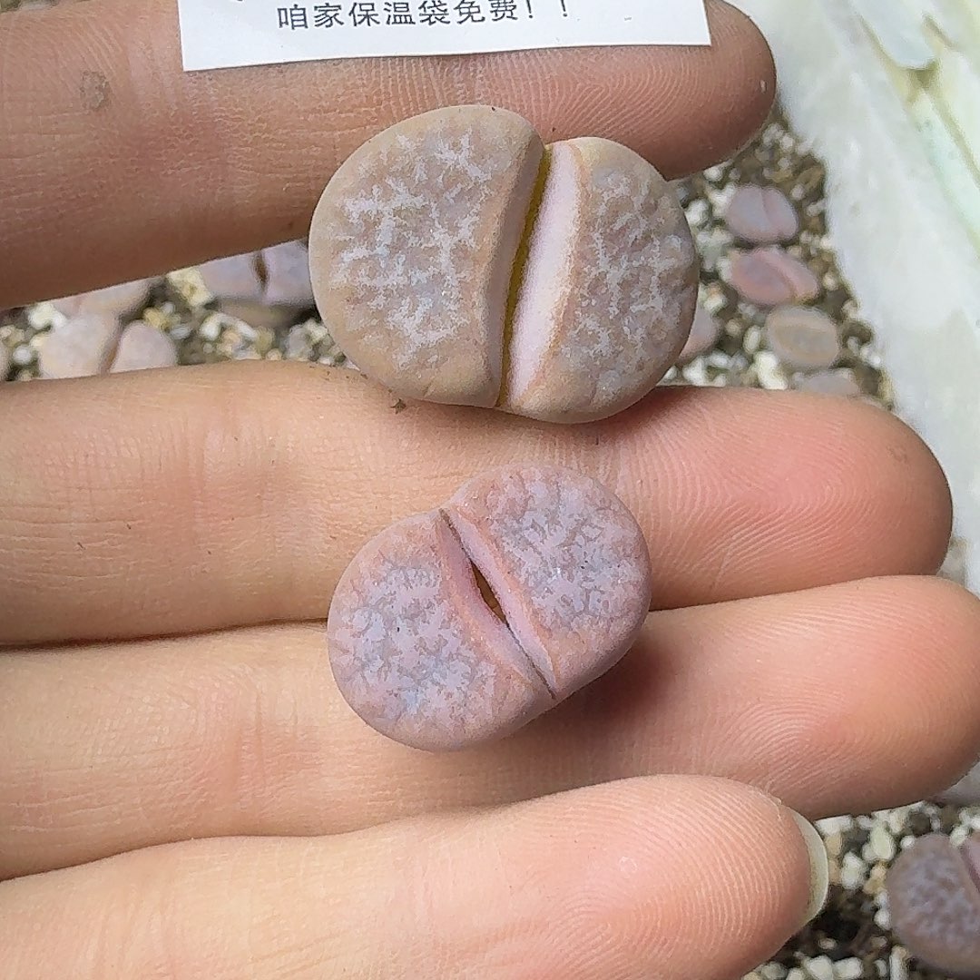 l***u1240 哈哈哈哈哈哈哈哈哈