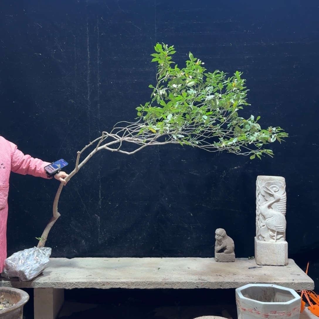 东***姐完全开放栀子花造型树一物一拍