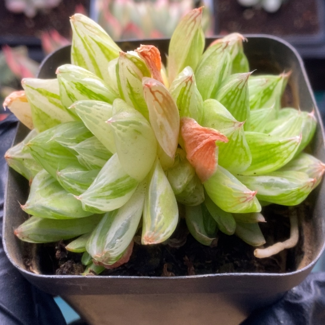 362金之华锦锦锦锦锦