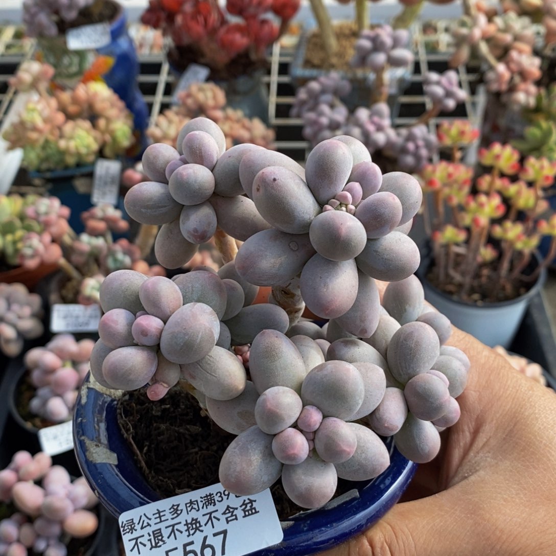 567香水手指奶酪10cm多肉