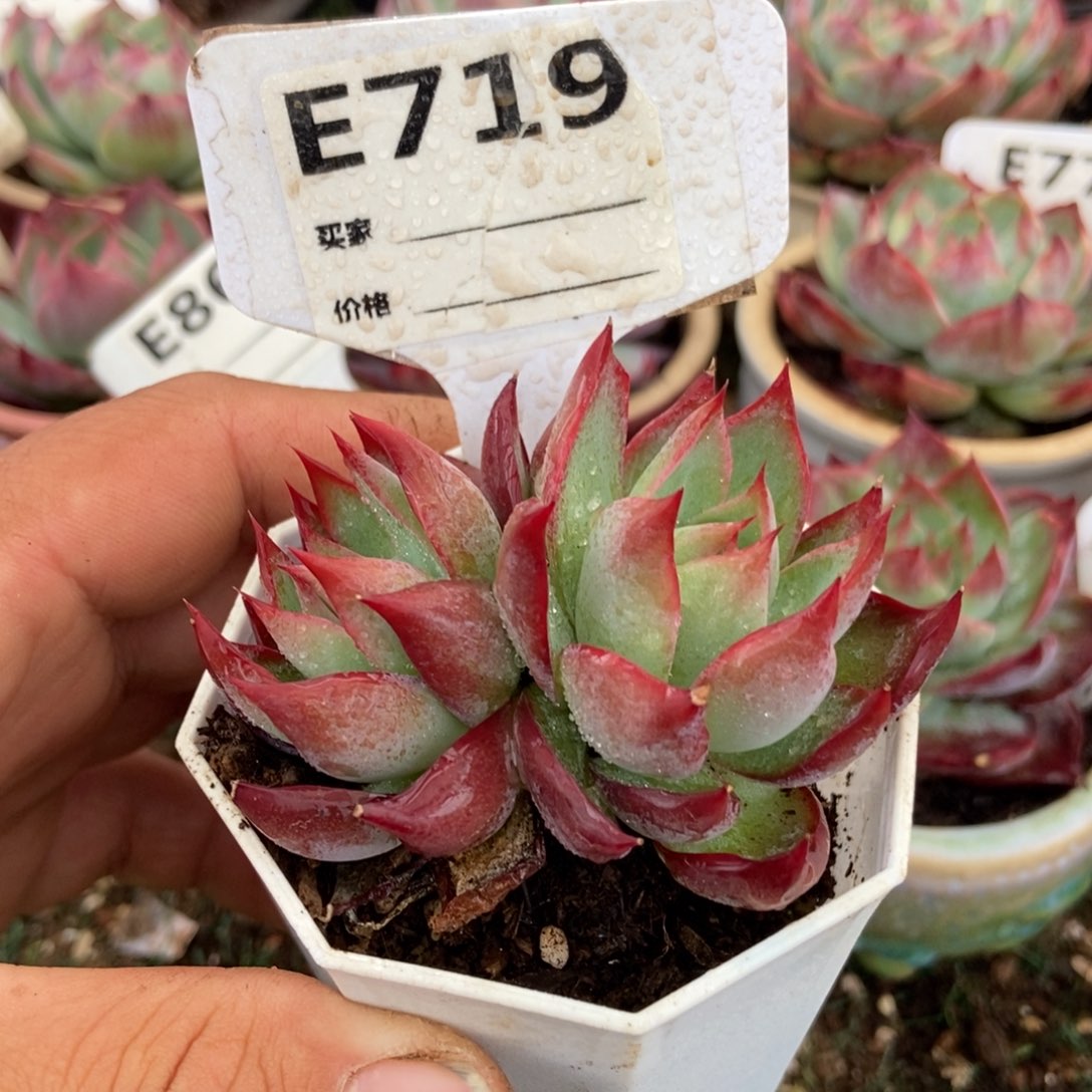 惊鸿一瞥719号多肉