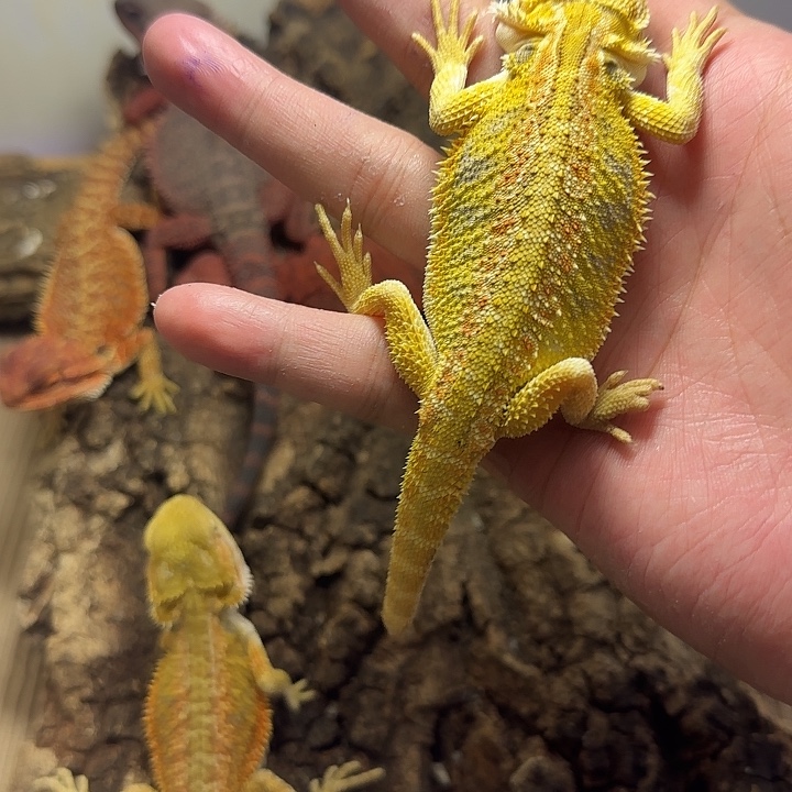 忙***豹纹守宫直播间选定瑕疵柑橘