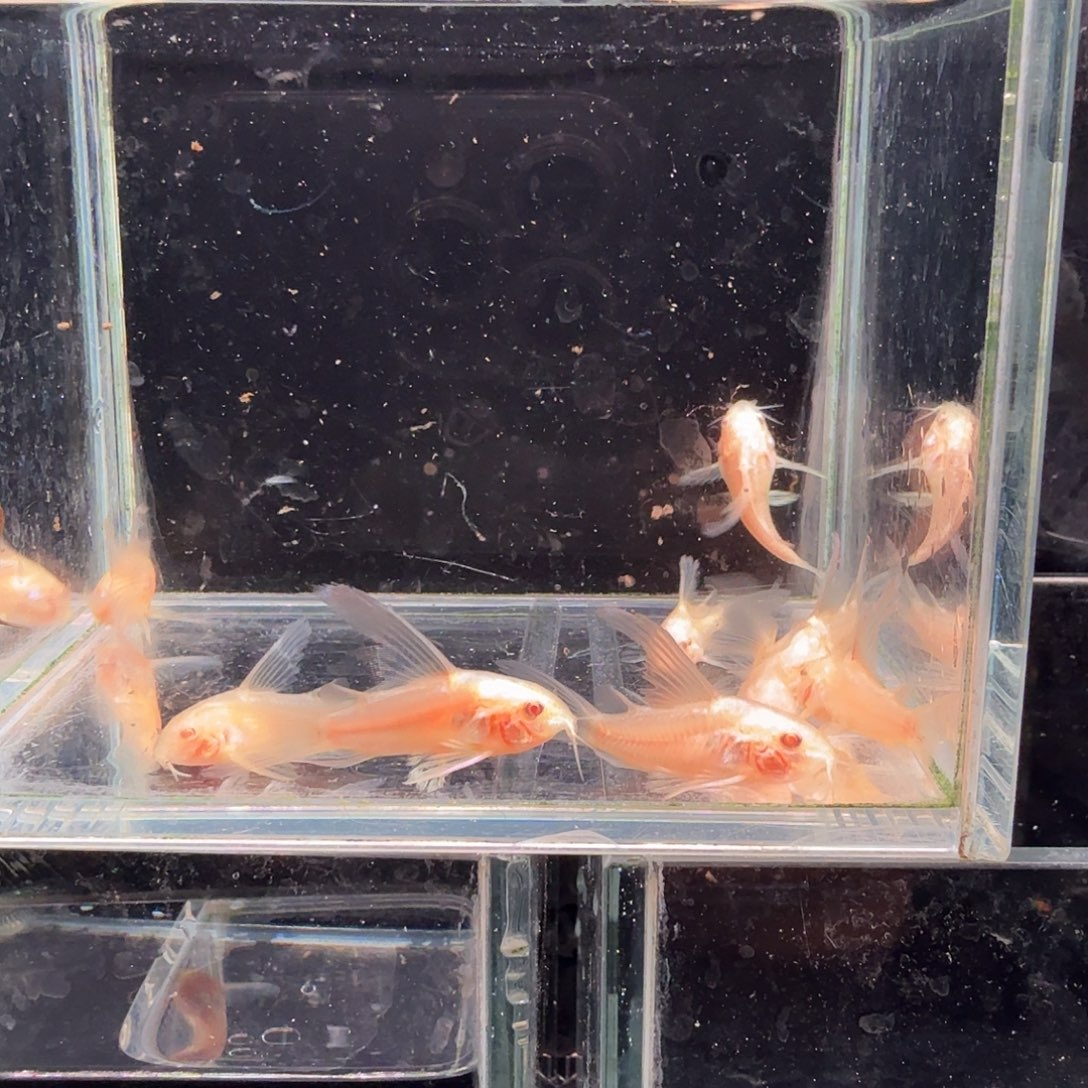 孔雀鱼白鼠8条鼠鱼