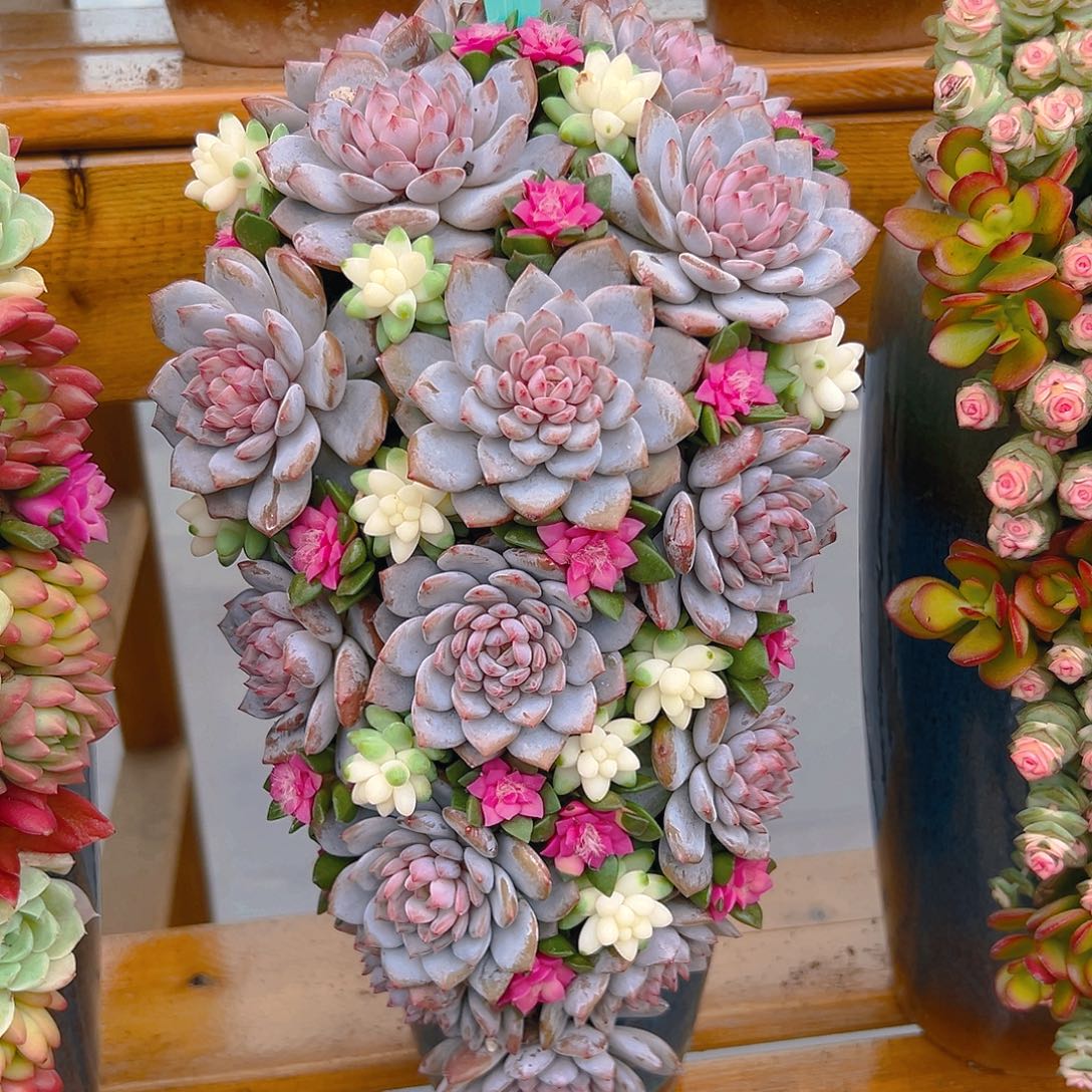 029余幅送多肉嘴哦花园