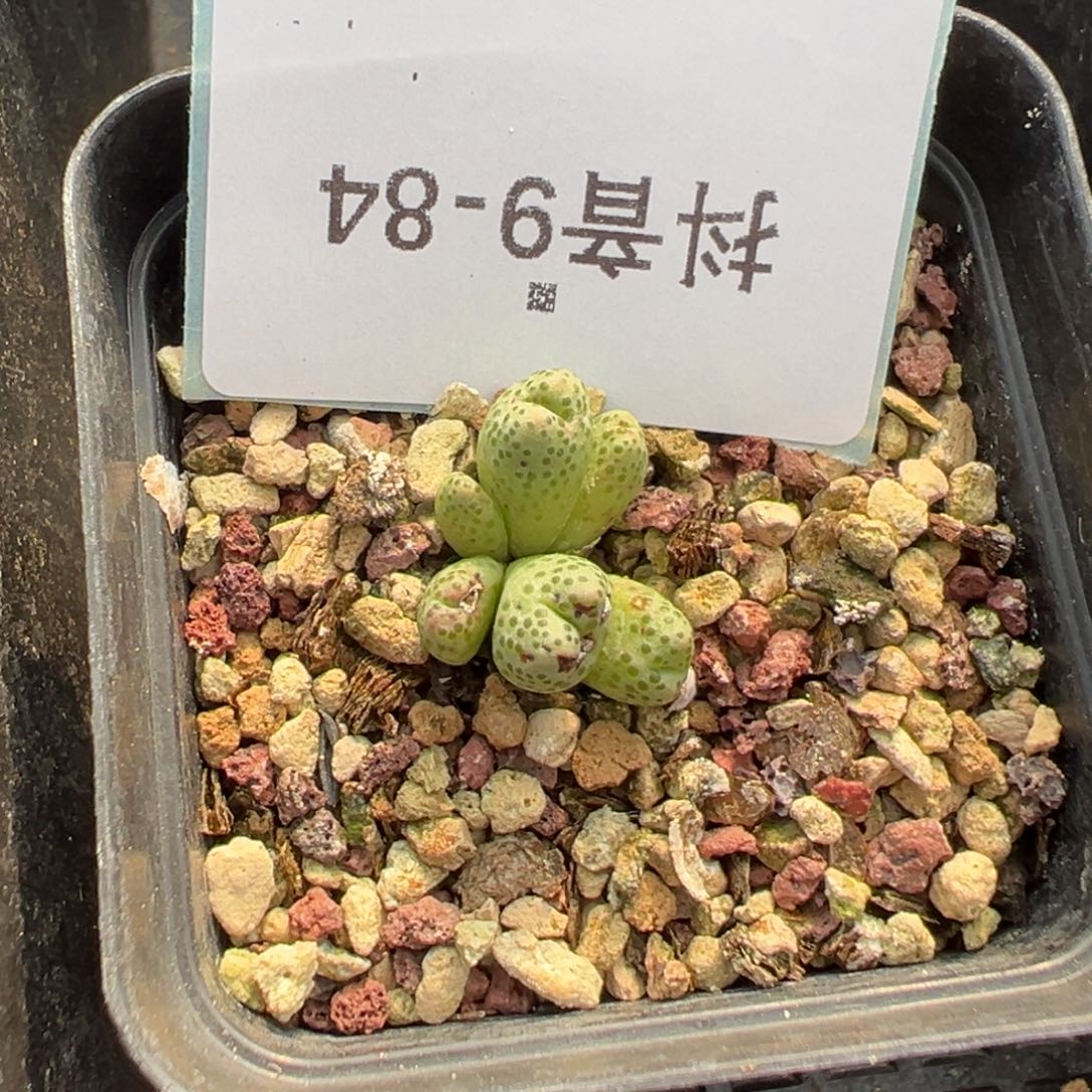 9-84肉锥多肉植物