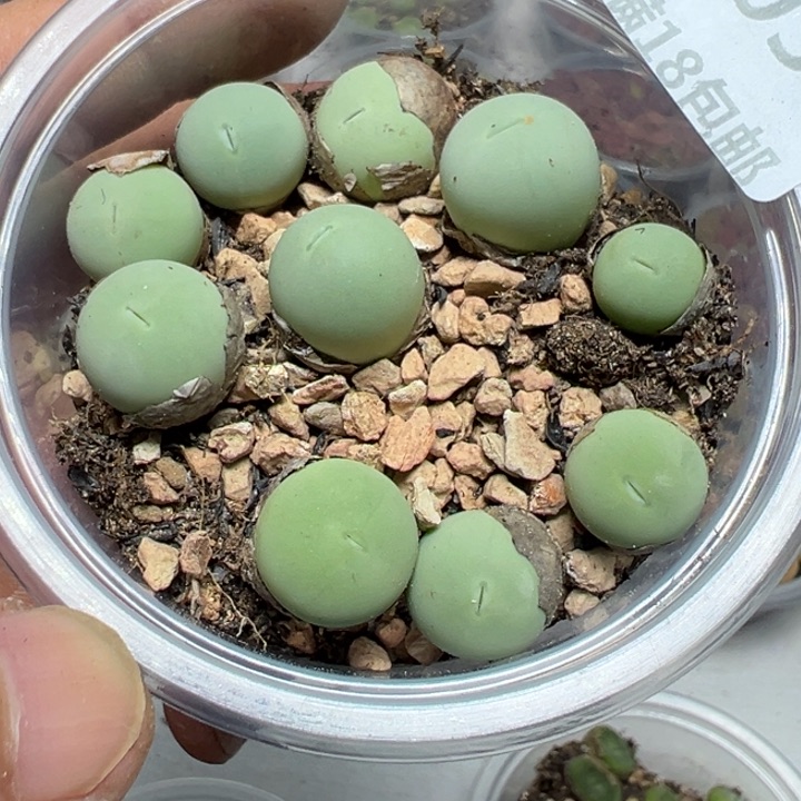 【闪购商品】 1039。        