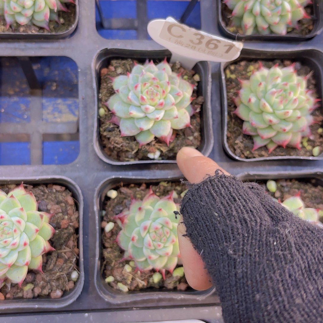 C361白吉一物一拍