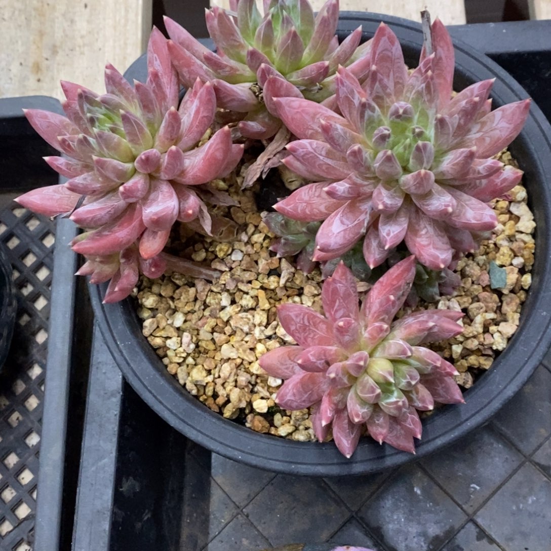 精品多肉一物一拍不包整155