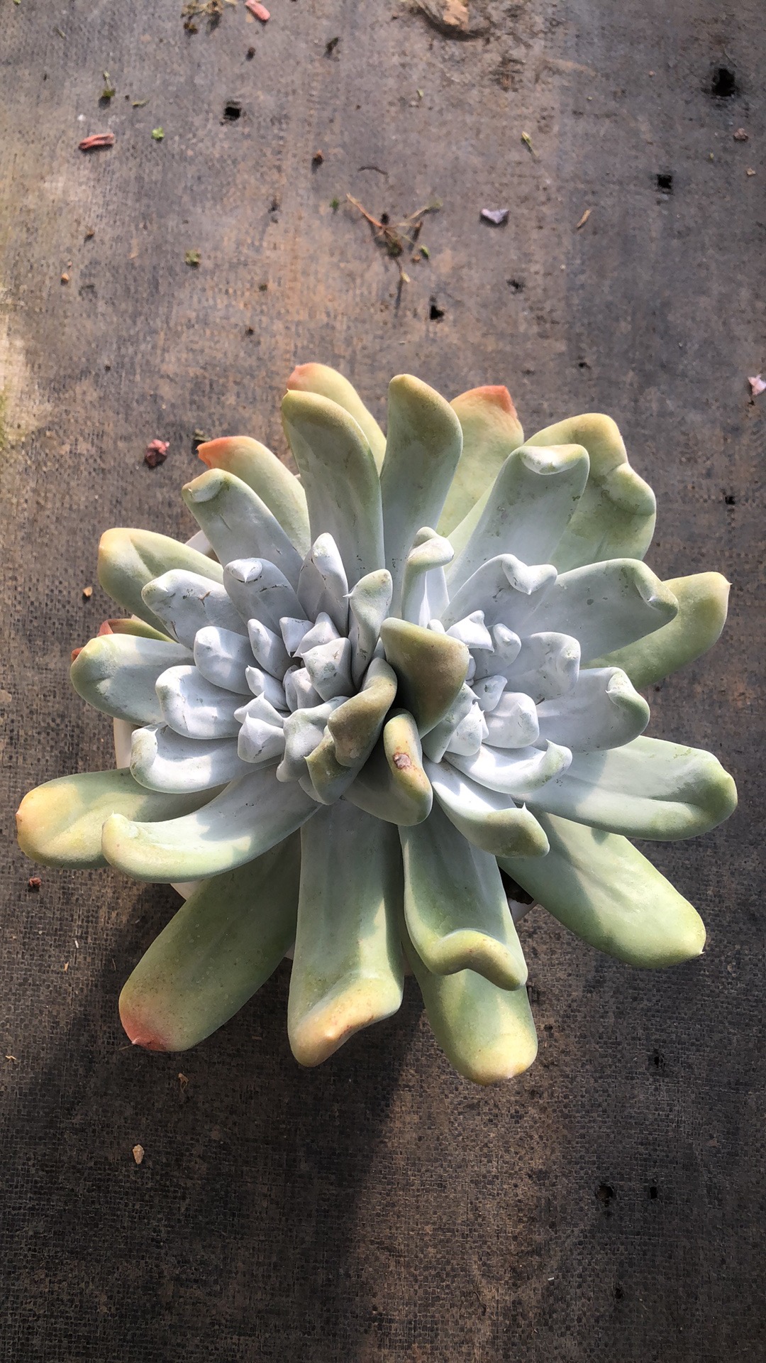 拇指大脸 多肉植物