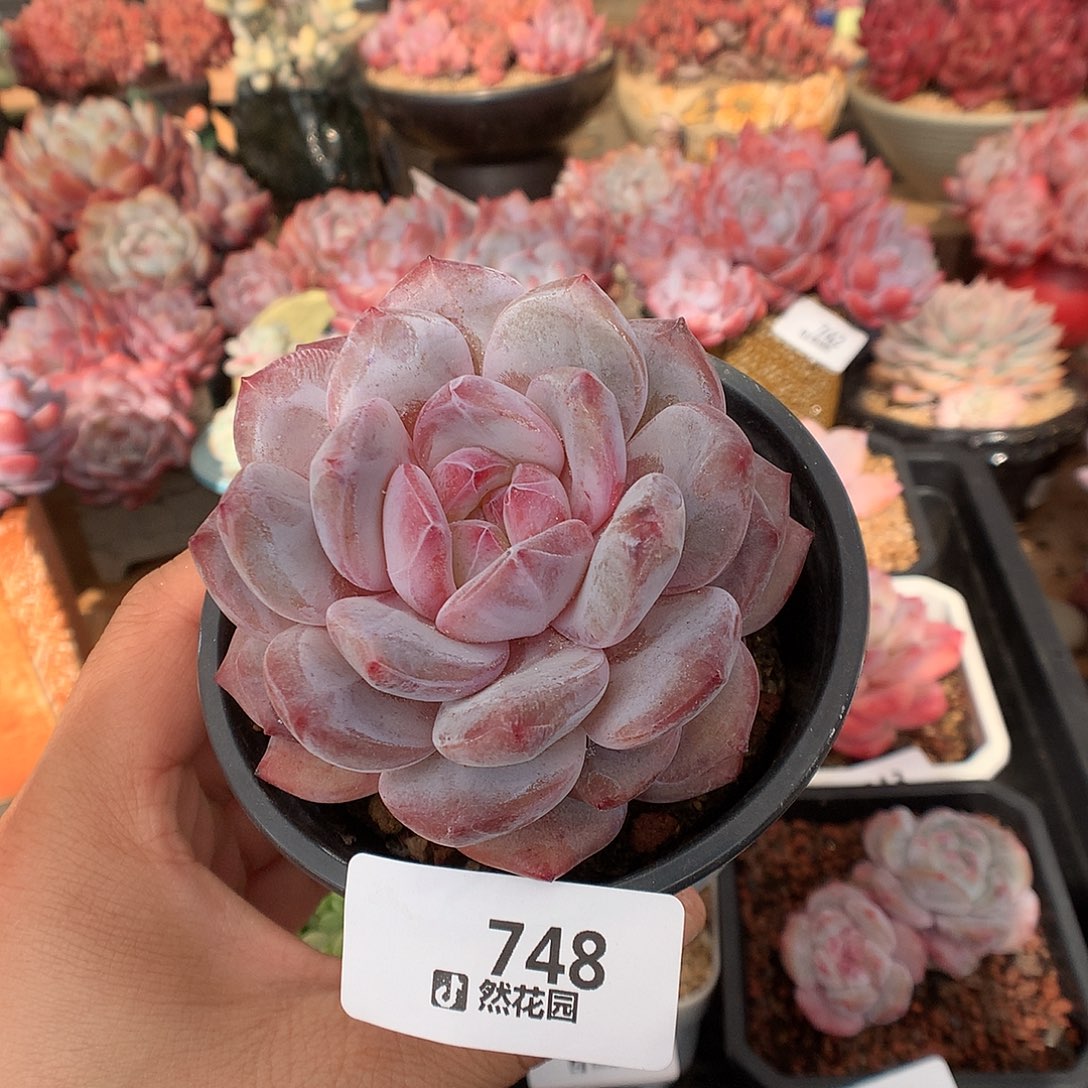 748紫皮橙多肉植物一物一拍