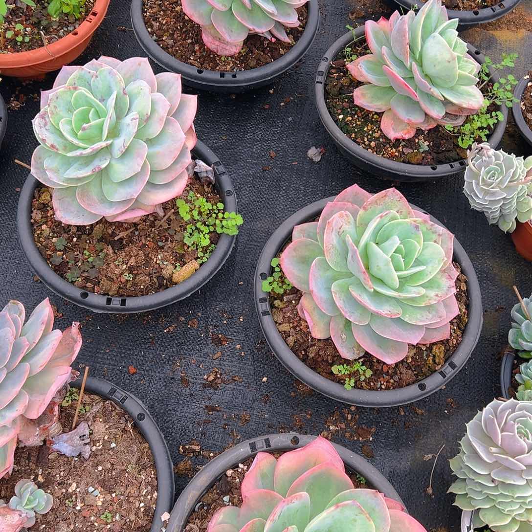 血凤大单头，满18包邮