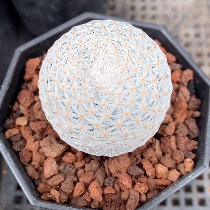 孤品实生日系大单头白鸟新年福利3.7cm