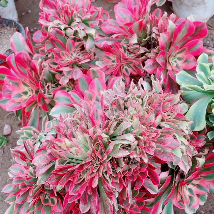 多肉植物组合930 