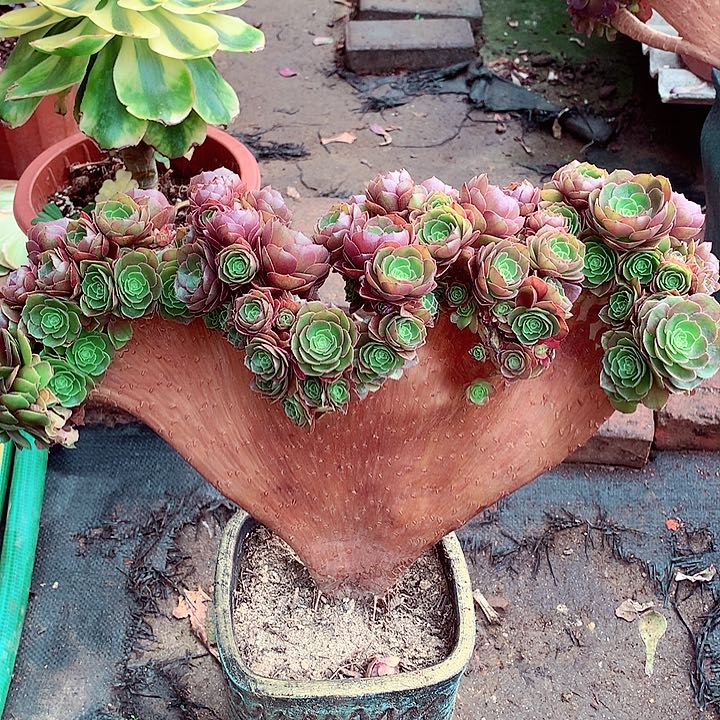 一**光朵啊啊啊啊啊啊啊啊