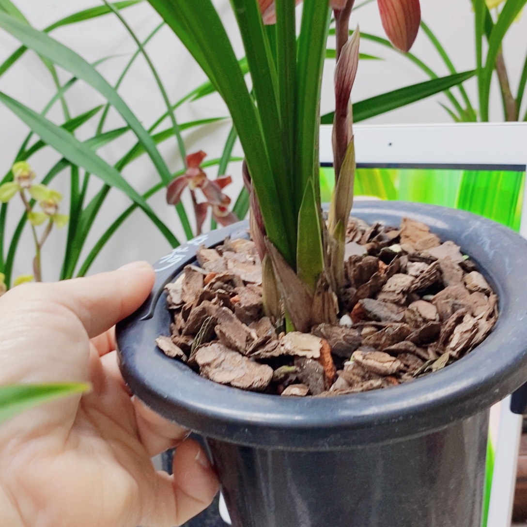 用***6大部分花苞少量开放