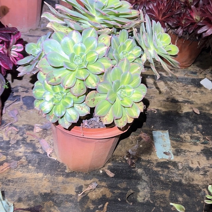 多肉法师植物链接93