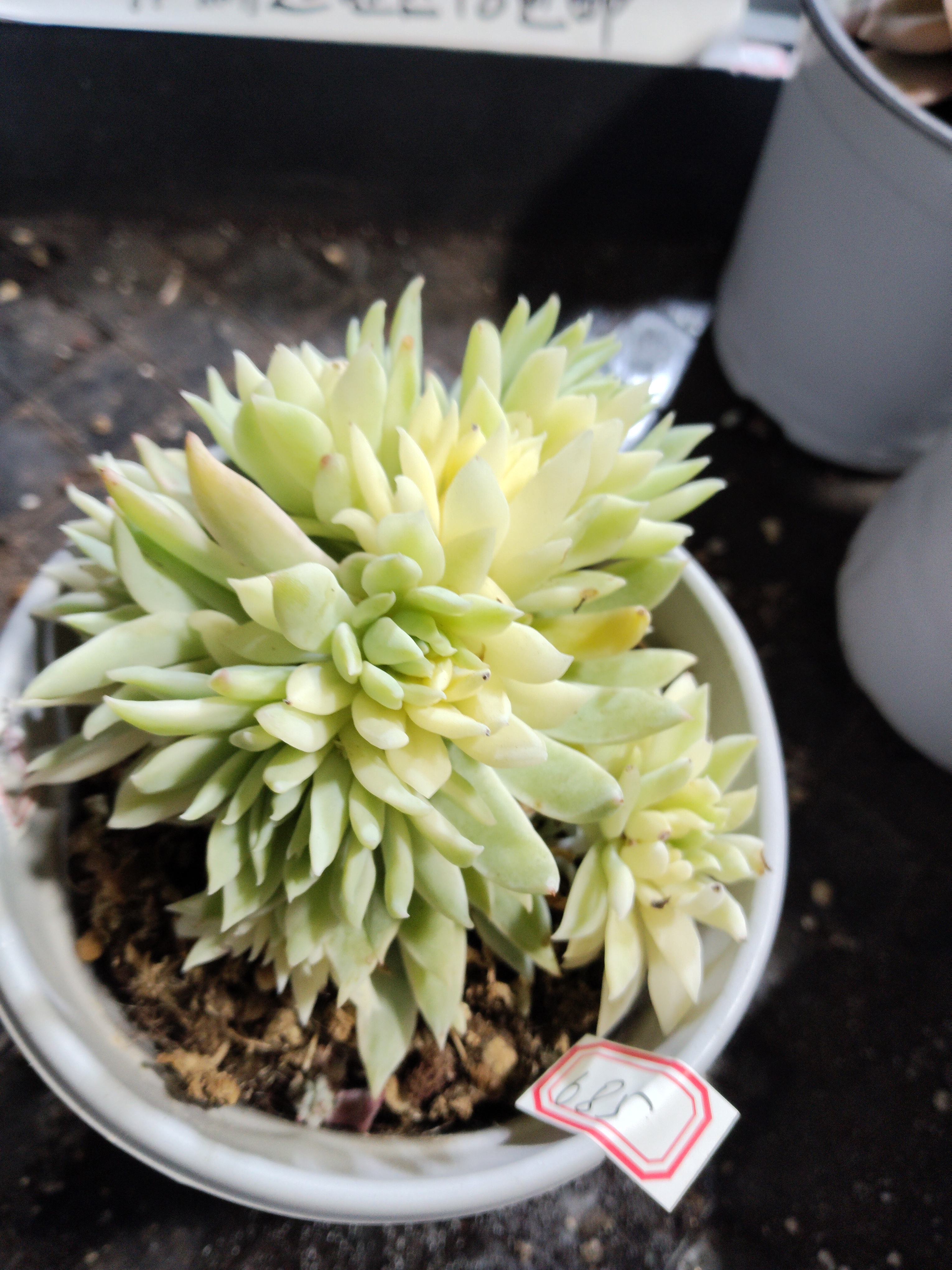 非偏远18包邮  一物一拍 11厘米盆 A685蓝色天使锦群