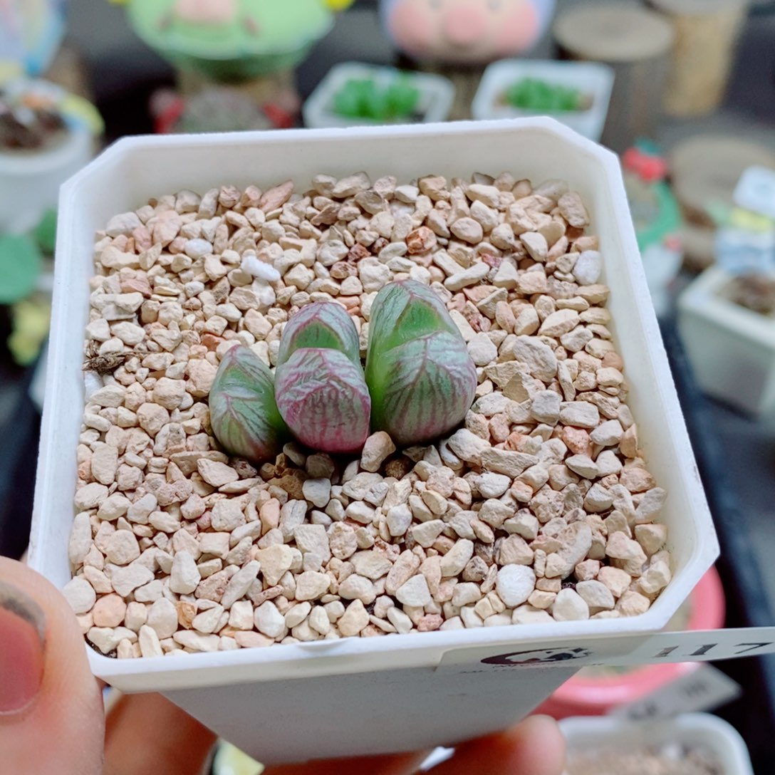 生石花花哈哈哈哈花花117
